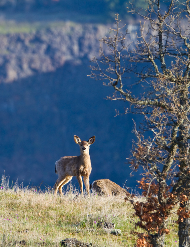 Mule Deer